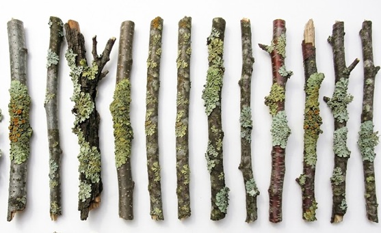 20 Live Organic Lichen-Covered Twigs for Bioactive Setups
