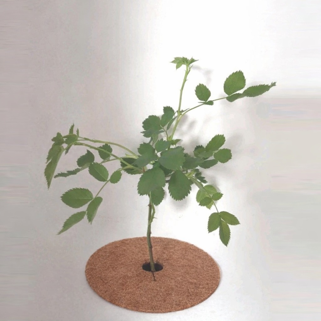 THE REWILDING Perennial Plant Bundle: Elder, Weeping Willow, Silver Birch & Dog Rose