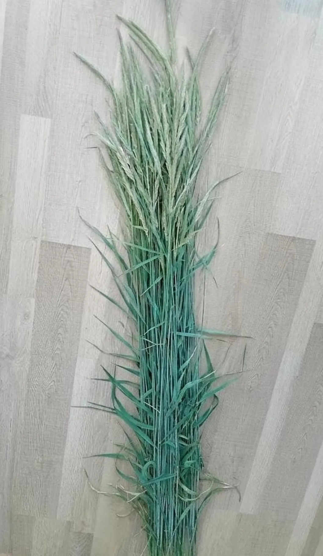 1.6m Giant Meadow Grass Bundle, Extra Tall Fresh/Dried Floristry, Natural Weaving Straw, Tall Boho Vase Filler, Botanical Dye Plant, Organic